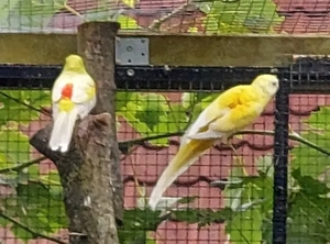 Zuchtpaar Singsittiche 