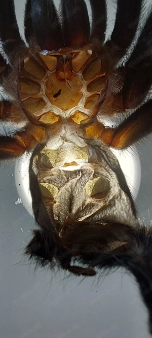 0.1 Theraphosa Stirmi Vogelspinne Bild 4