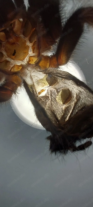 0.1 Theraphosa Stirmi Vogelspinne Bild 3