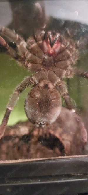 0.1 Theraphosa Stirmi Vogelspinne Bild 5