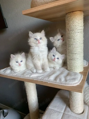 2 Ragdoll Babykatzen Kitten (Weiblich - Geboren am 23.12.2025)