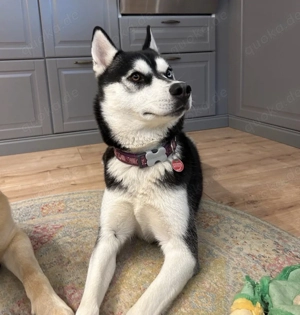 Sibirian Husky Hündin sucht liebevolles Zuhause 