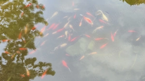 Goldfische aus Teich