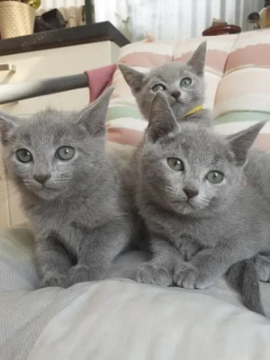 Russisch Blau Kitten abzugeben