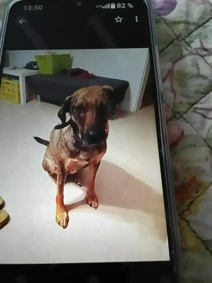 Mus meine hündin dringend in gute hände verkaufen 