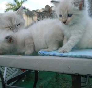 Finde deinen neuen besten Freund! Ragdoll-Kätzchen sucht neues Zuhause