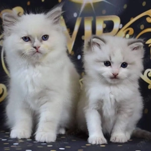 Ragdoll-Kätzchen-Alarm! Verspielt, verschmust und unwiderstehlich!