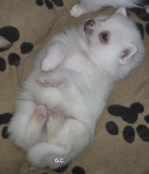 Chihuahua welpen 8 wochen  jung hunde