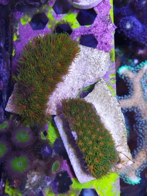 Leptastrea John Deere Meerwasser koralle 