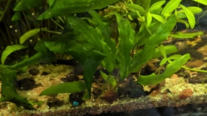 Wasserpflanzen ,Valisnerien , Wasserkelch ... Bild 2