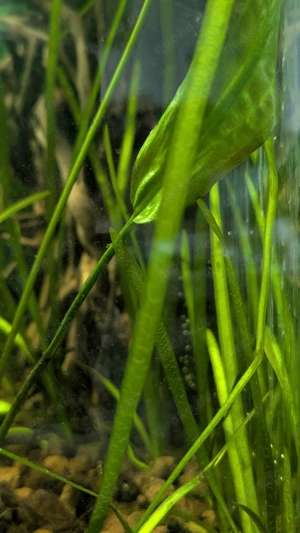 Wasserpflanzen ,Valisnerien , Wasserkelch ... Bild 3