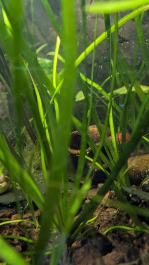 Wasserpflanzen ,Valisnerien , Wasserkelch ... Bild 4