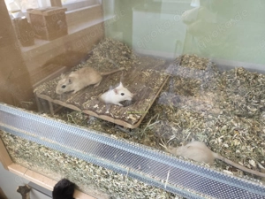 3 Mäusejungs abzugeben Bild 2