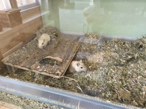 3 Mäusejungs abzugeben Bild 3