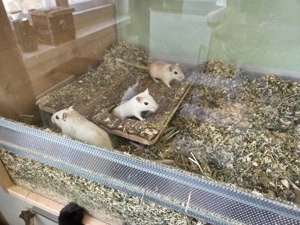 3 Mäusejungs abzugeben