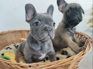 Reinrassige Französische Bulldogge Welpen in Blue. WhatsApp: (0178 74 99 770)