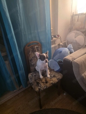 Französische Bulldogge  Fluffi zur Abgabe