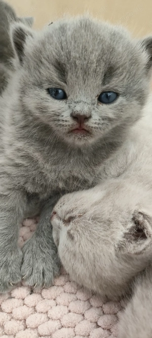 Traumhafte BKH BLH KItten in lilac und blue (grau und hellbraun) und Plüschweisch!