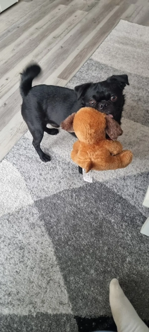 2 jähriger Mops Bild 3