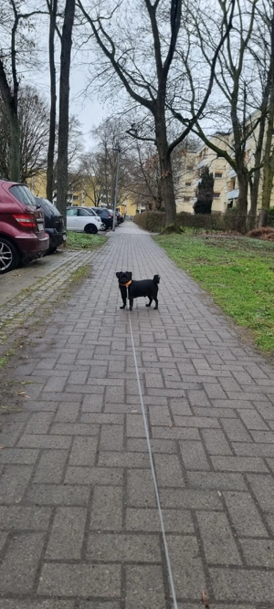 2 jähriger Mops Bild 4