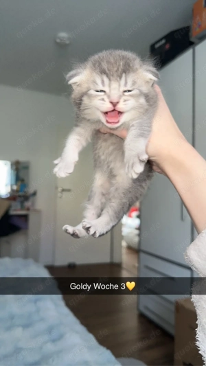 Main Coon Kitten  Somali 