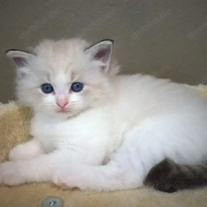 Ragdoll-Kätzchen mit blauen Augen