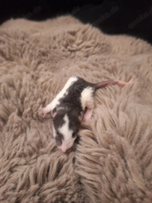 Rattis Rex,glatt,Velveteen 