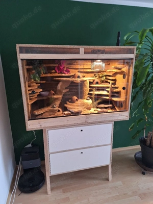Terrarium und Leopardengeko 