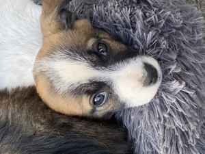 Jack Russel Border Terrier Mischlingswelpen 