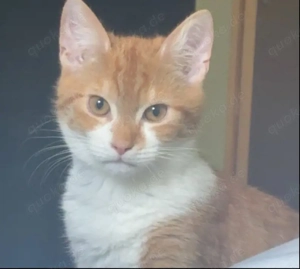 Verschmuste Katze sucht liebevolle Familie