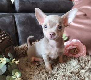 Chihuahua Welpen in Lilac tan