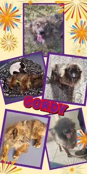 Traumrüde "Gordy" (lieb, verschmust, katzenfreundlich uvm.) sucht ein liebevolles Zuhause 