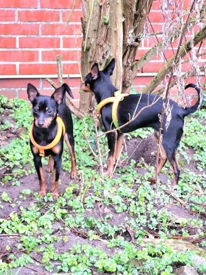 Prager Rattler  Weiblich Black and tan- Abgabebereit  Bild 10