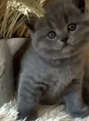 Bkh zu verkaufen 10 Wochen alt