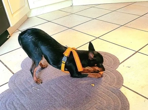 Prager Rattler  Weiblich Black and tan- Abgabebereit  Bild 6
