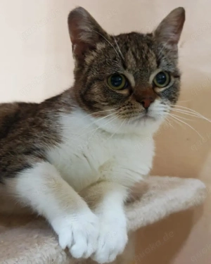 zuckersüße, liebe, junge Grumpy Katze Codiza sucht ein schönes Zuhause Bild 2