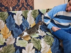 zuckersüße, liebe, junge Grumpy Katze Codiza sucht ein schönes Zuhause Bild 4