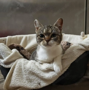 zuckersüße, liebe, junge Grumpy Katze Codiza sucht ein schönes Zuhause Bild 3