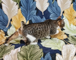 zuckersüße, liebe, junge Grumpy Katze Codiza sucht ein schönes Zuhause Bild 5