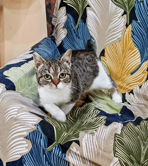 zuckersüße, liebe, junge Grumpy Katze Codiza sucht ein schönes Zuhause Bild 7