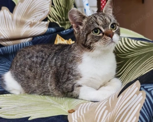 zuckersüße, liebe, junge Grumpy Katze Codiza sucht ein schönes Zuhause Bild 6