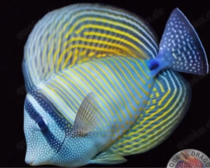 Zebrasoma desjardinii - Indischer Segelflossendoktor meerwasser 