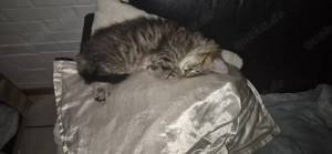 Zuma und Hope Bkh und Blh 