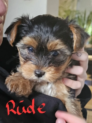 Yorkshire Malteser Welpen