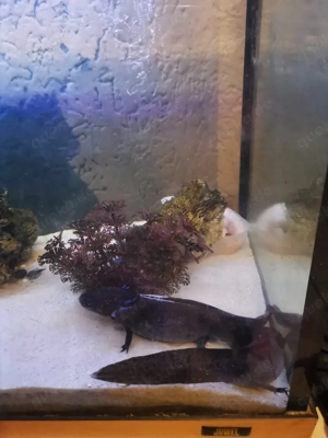 Axolotl inkl. Becken und Filter