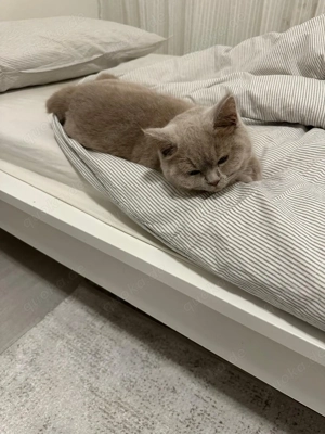 Reinrassige BKH Katze abzugeben mit komplettem Zubehör Bild 4