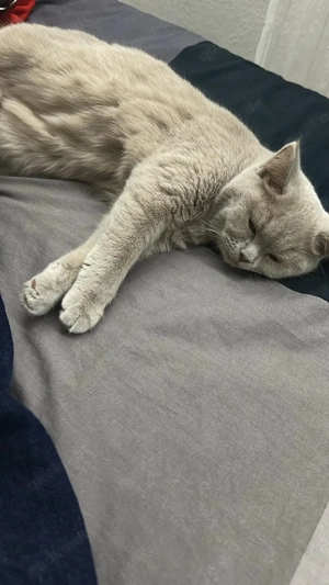 Reinrassige BKH Katze abzugeben mit komplettem Zubehör Bild 3