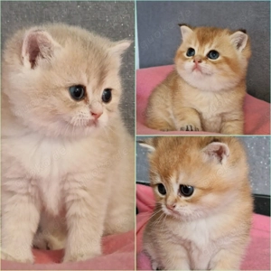 Bkh Kitten mit Stammbaum 