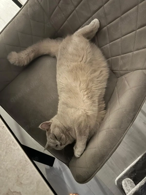 Reinrassige BKH Katze abzugeben mit komplettem Zubehör Bild 2