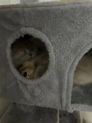 Reinrassige BKH Katze abzugeben mit komplettem Zubehör Bild 5
